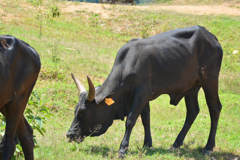 Jaguza app is a smart farming solution that allows farmers control